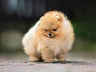 10 Smallest Dog Breeds: Vet-Verified Info, Pictures & History