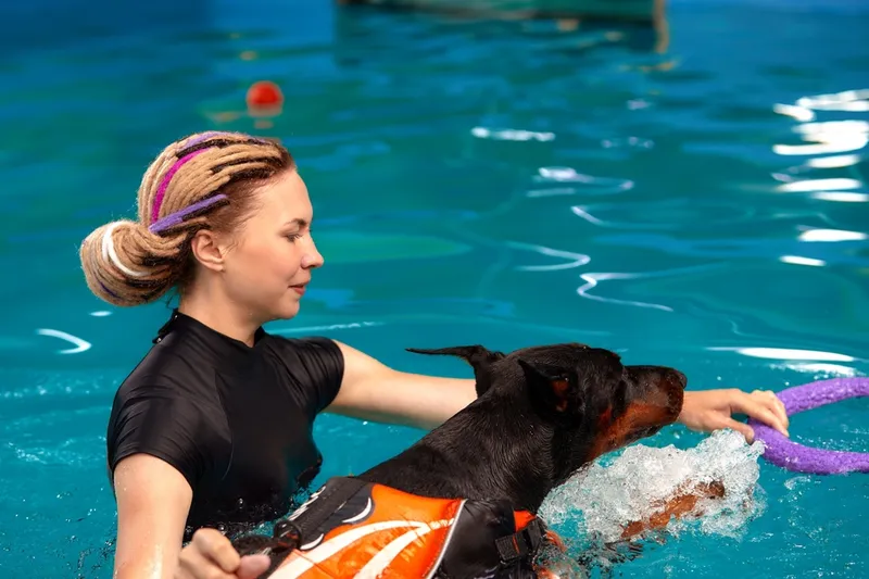 Dog trainer at the swimming pool teaching the dog to swim