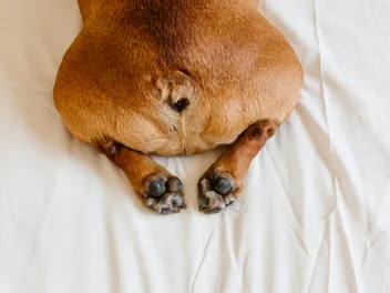 Should You Wipe Your Dog's Bum? Vet-Approved Considerations