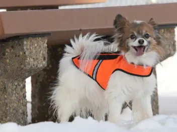 How to Protect Dogs From Coyotes: 7 Vet-Reviewed Tips