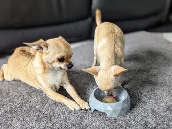 Don't Be a Slave to Doggy Mealtimes: Why Flexible Routines Can Work
