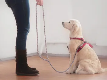 Are Golden Retrievers Smart? Breed Intelligence Revealed