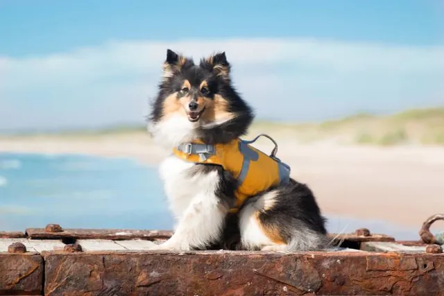 Do Shelties Like Water & Can They Swim? Important Care Facts