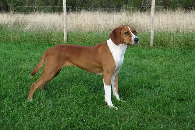 Hygenhund Dog Breed Guide: Info, Pictures, Care & More