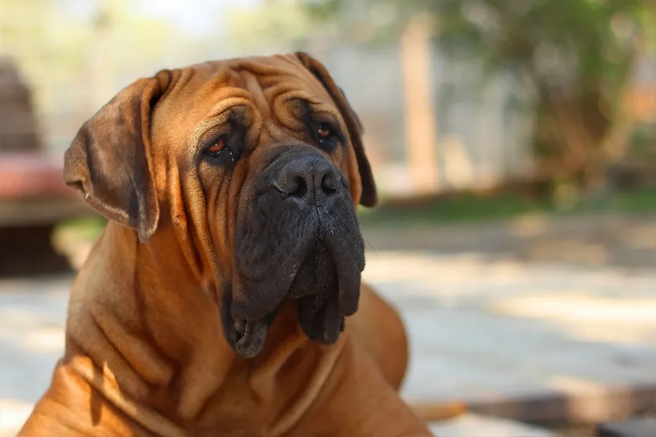 Boerboel Dog Closeup