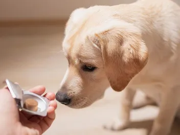 5 Best Flea and Tick Pills for Dogs in 2026 - Reviews & Top Picks