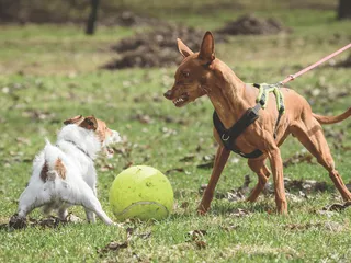 Is Your Dog a Bully? 5 Vet-Reviewed Signs & What to Do