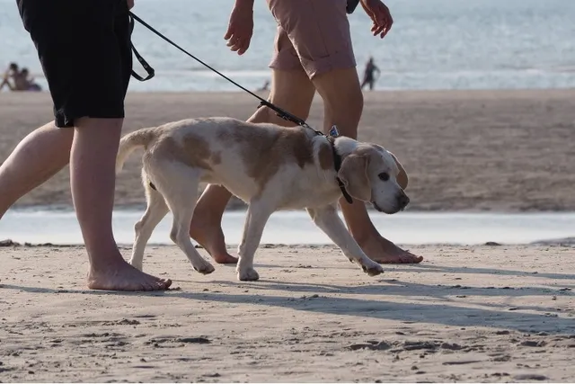 Top 4 Dog Friendly Beaches Near Marco Island, FL: Off-Leash & On-Leash Places to Go