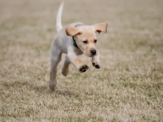 Why Does My Dog Hop Like a Bunny? Vet-Reviewed Health Considerations