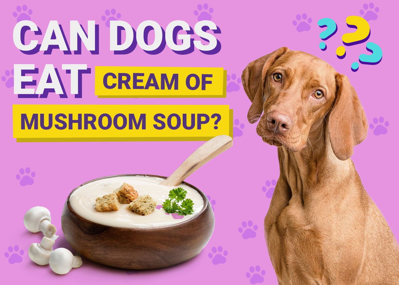 Dogster-Can-Dogs-Eat-Cream of Mushroom Soup