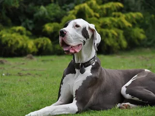 Is a Great Dane Hypoallergenic? Vet-Approved Facts & FAQ