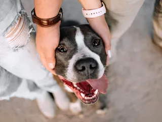 Can a Pitbull Be an Emotional Support Dog? FAQ & Alternative Breeds