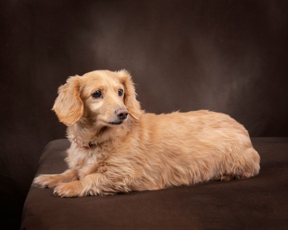 English Cream Dachshund posing on a brown background