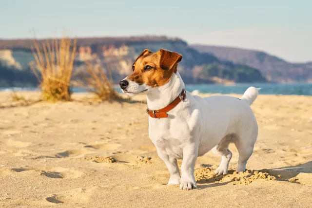 Jack Russell Terrier Dog Breed: Info, Pictures, Care & More