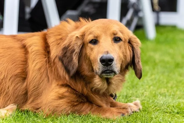 Basset Retriever (Golden Retriever & Basset Hound Mix): Info, Pictures & Care