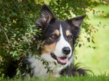Tri-Color Border Collie: Info, Pictures, Origin & History