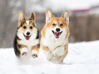 Why Do Dogs Love Snow? 3 Vet Reviewed Reasons & Care Tips