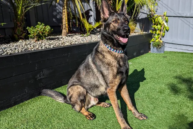 Dog Penis Behavior: Everything You Wanted to Know (Vet Answer)
