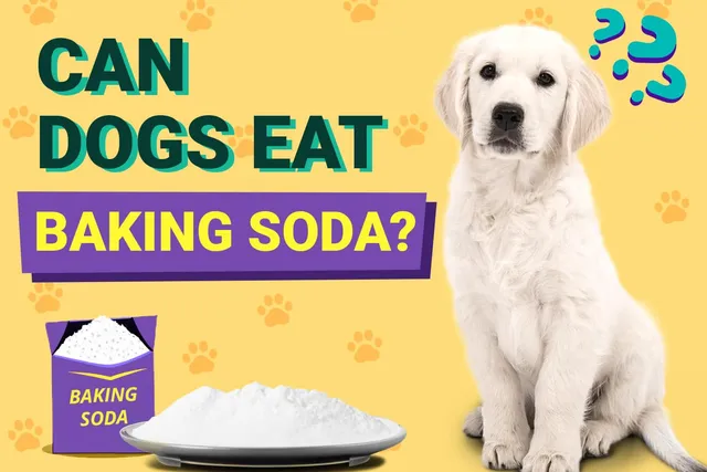 Can Dogs Eat Baking Soda? Vet-Approved Facts & FAQ