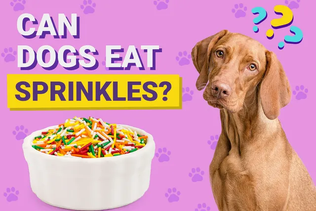 Can Dogs Eat Sprinkles? Vet-Verified Nutrition Facts, Risks & Alternatives