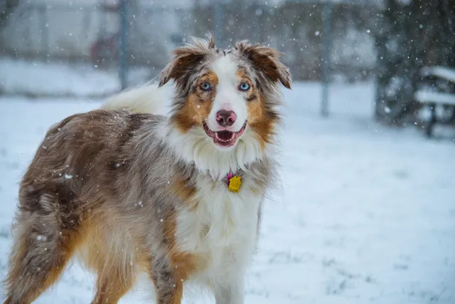 Border Collie Aussie Mix: Info, Pictures, Care Guide & More