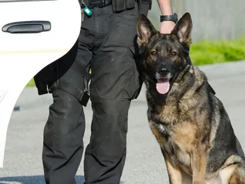 What Happens to Police Dogs When They Retire? Facts About Canine Retirement