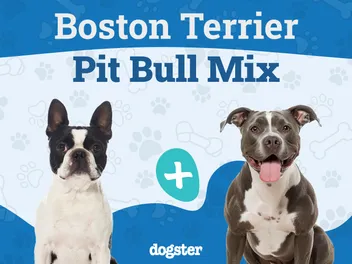 Boston Terrier Pit Mix Dog Breed: Info, Pictures, Care, & Facts