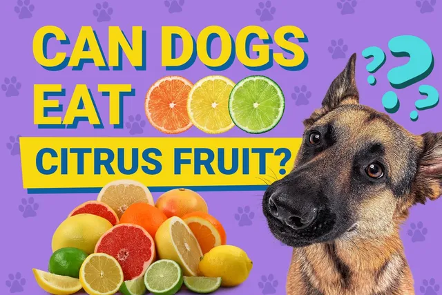 Can Dogs Eat Citrus Fruit? Vet-Verified Nutrition Facts & FAQ