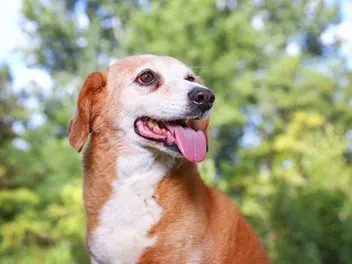 Bagle Hound (Beagle & Basset Hound Mix) Dog Breed: Info, Pictures & Care