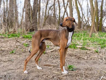 10 Least Popular Dog Breeds (With Info & Pictures)