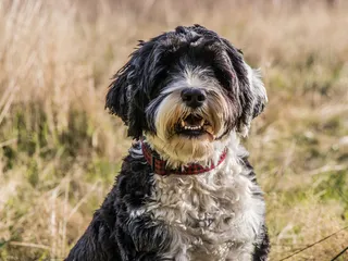 10 Black & White Dog Breeds: Info, Pictures & History