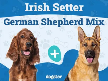 Irish Setter German Shepherd Mix Dog Breed: Info, Pictures, Care, & Facts
