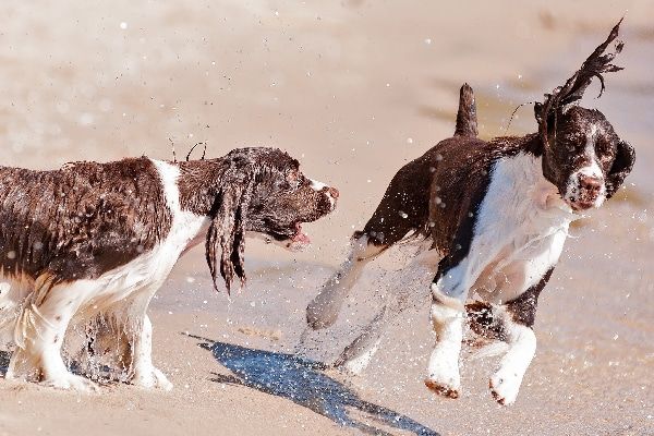 Two English Springer Spaniels.