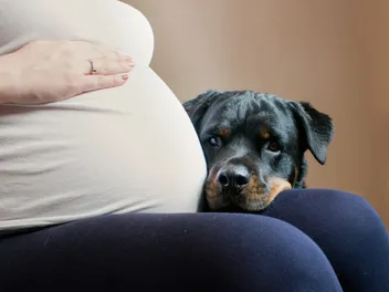 Can Dogs Hear a Fetal Heartbeat: Vet-Verified Canine Hearing Explained
