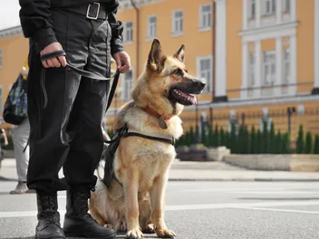 K-9 Veterans Day 2026: When It Is, Origin & How to Observe It