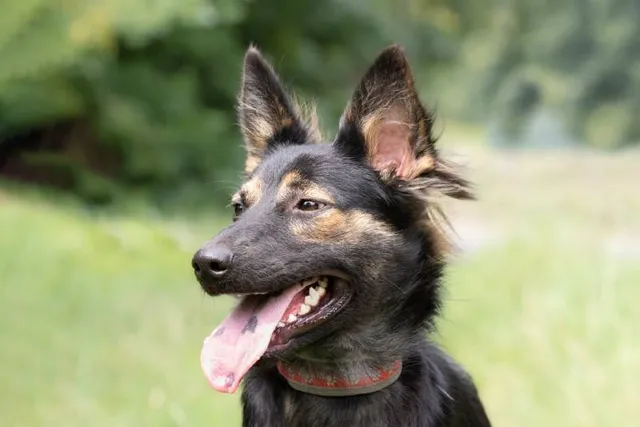 Do Dogs Sweat? How Do They Cool Down? Vet-Verified Facts
