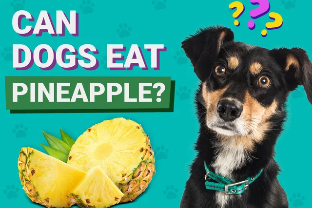 Can Dogs Eat Pineapple? Vet-Verified Facts & Health Benefits