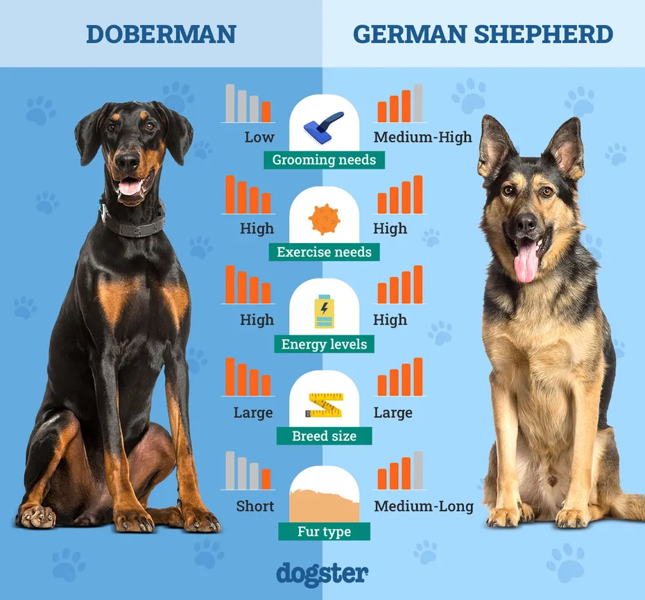 Dogster_Side by Side Comparison_ Doberman vs German Shepherd