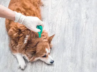 10 Best Flea & Tick Treatments and Prevention for Dogs in 2026 - Reviews & Top Picks