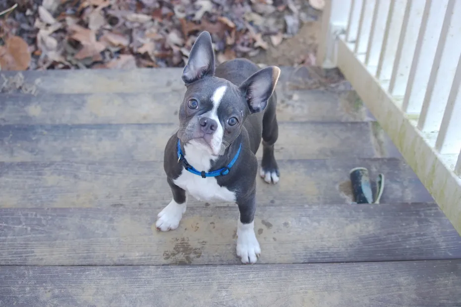 Small Blue Boston terrier puppy looking up from concrete porch steps