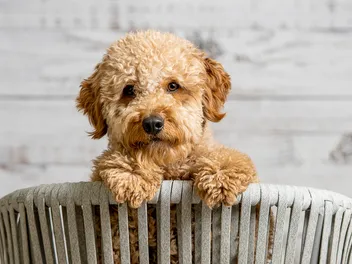What You Need To Know Before You Get A Mini Goldendoodle