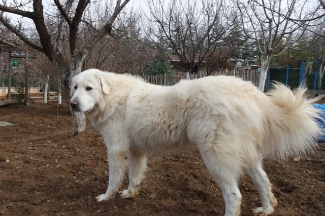 Akbash Dog Breed: Info, Pictures, Facts, & Traits