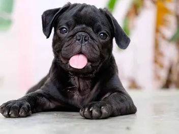 Black Pug: Info, Pictures, Origin & History