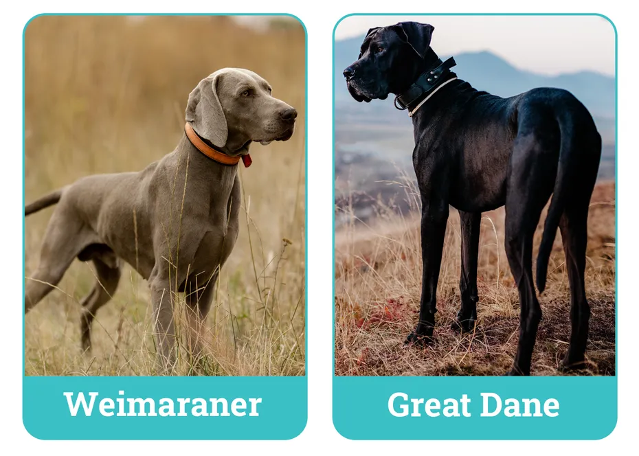 Weimaraner vs. Great Dane