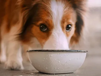My Dog Makes a Mess Drinking Water: 4 Vet-Approved Tips to Stop It