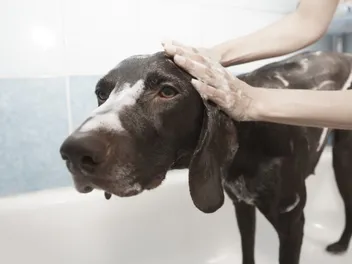 10 Best Dog Shampoos for Allergy Sufferers in 2025 - Reviews & Top Picks