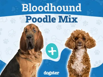 Bloodhound Poodle Mix Breed: Info, Pictures, Care & More