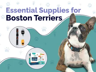 23 Essential Boston Terrier Supplies to Get You Started: 2026 Guide
