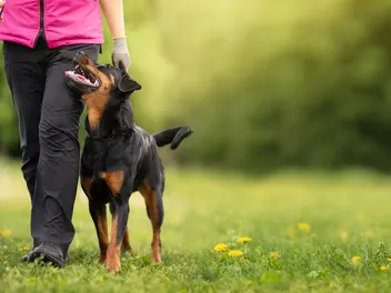 Premack Principle: What It Is & How to Use It to Train Your Dog (Vet Verified)