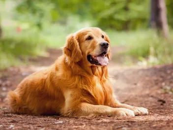 Do Golden Retrievers Smell? 8 Vet-Approved Tips to Help